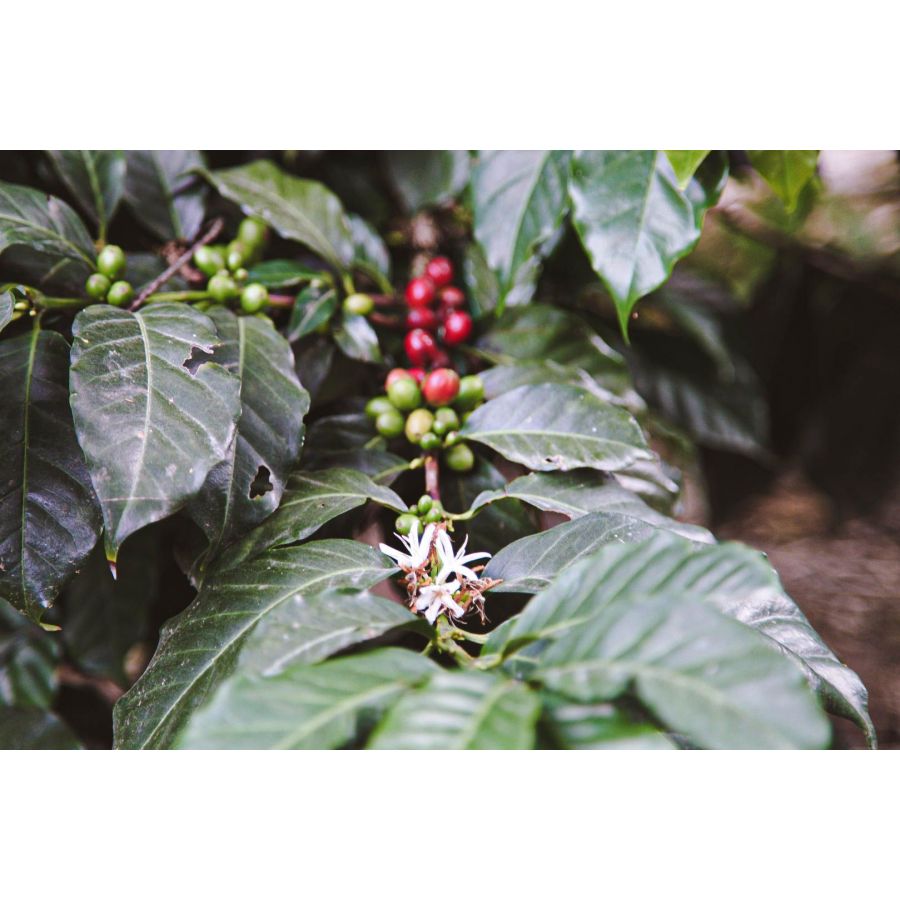 Nordbeans Ecuador Terrazas Del Pisque 200g