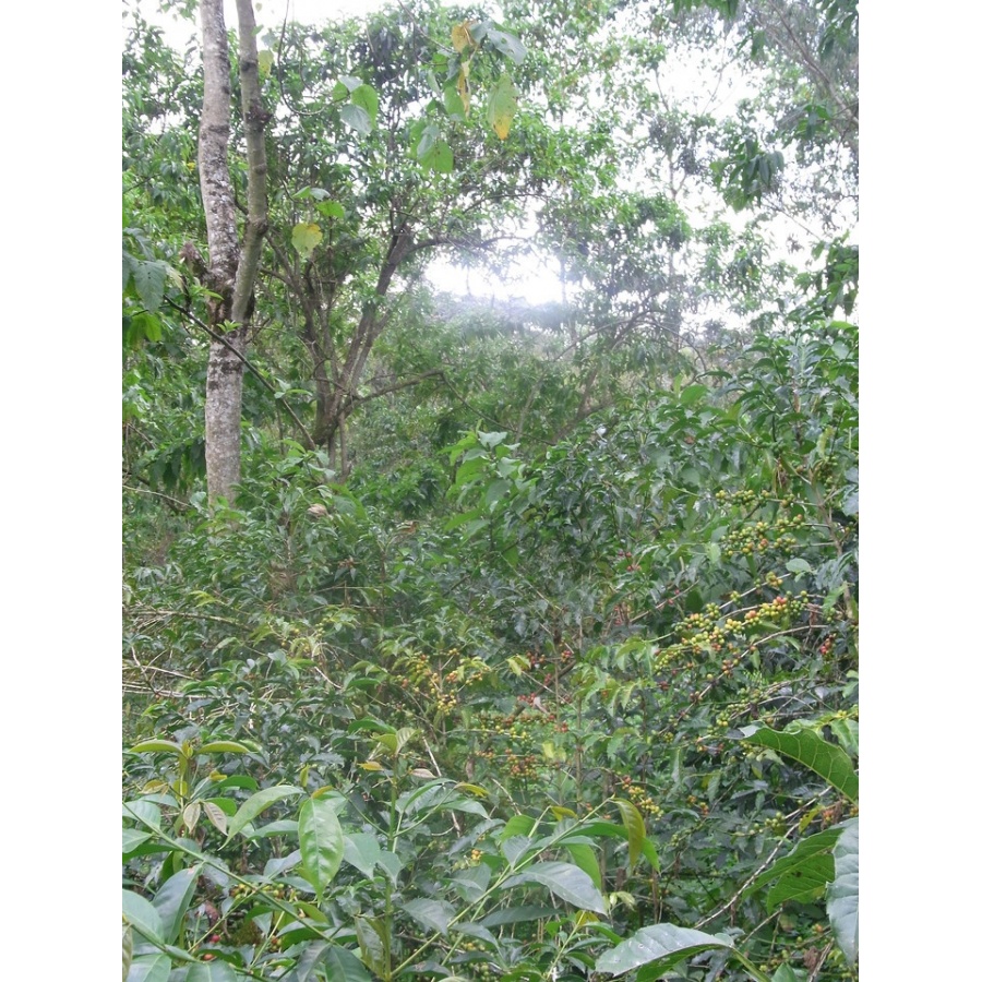 GourmetCoffee Specialty - Етиопия Chelbesa Natural 250g