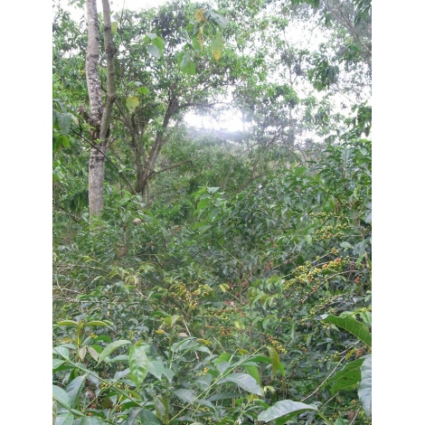 GourmetCoffee Specialty - Етиопия Chelbesa Natural 250g