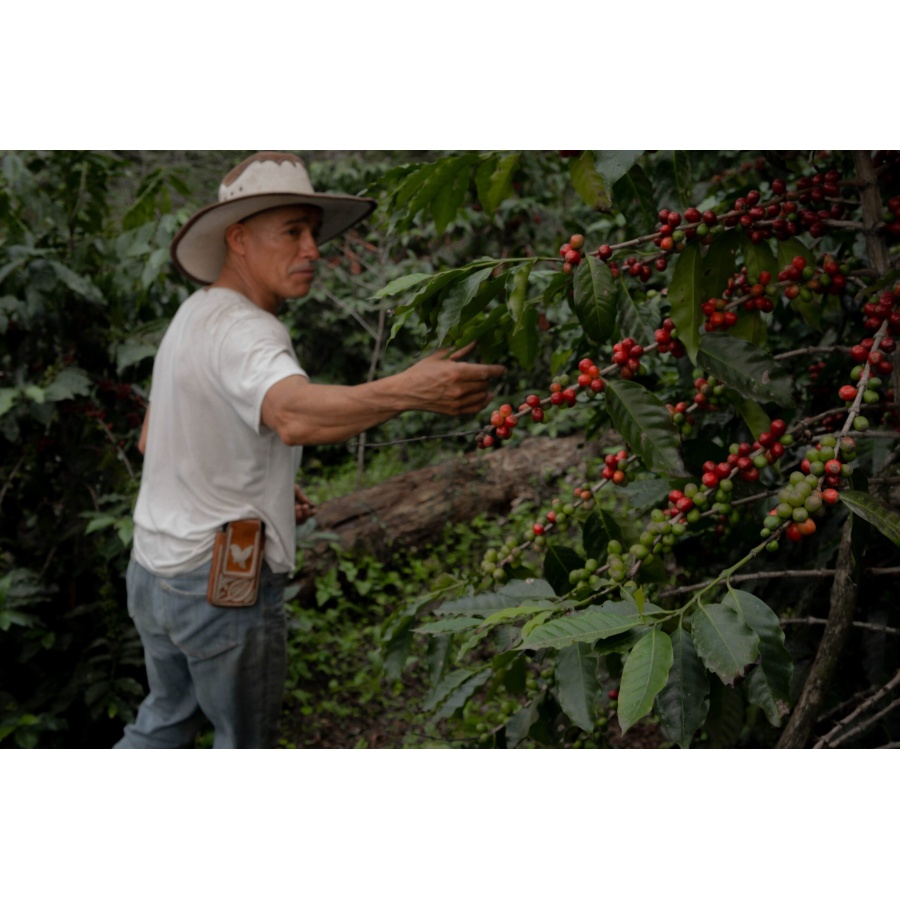 GourmetCoffee Specialty - Mexico SV Kitos 250g