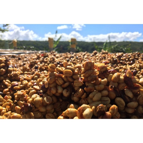 Nordbeans Коста Рика VARA BLANCA HONEY, 250g