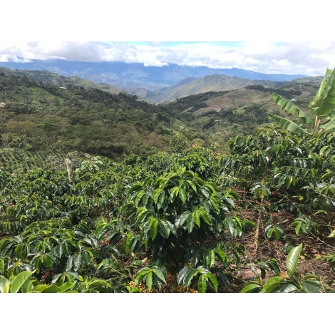 GourmetCoffee Specialty Euphoria Espresso 250g