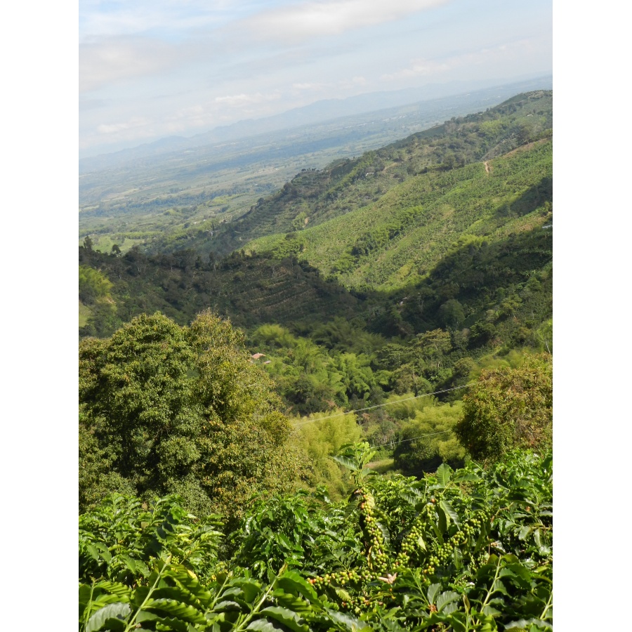 GourmetCoffee Specialty - Columbia Tumbaga DECAF 250g