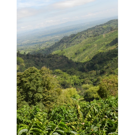 GourmetCoffee Specialty - Columbia Tumbaga DECAF 250g