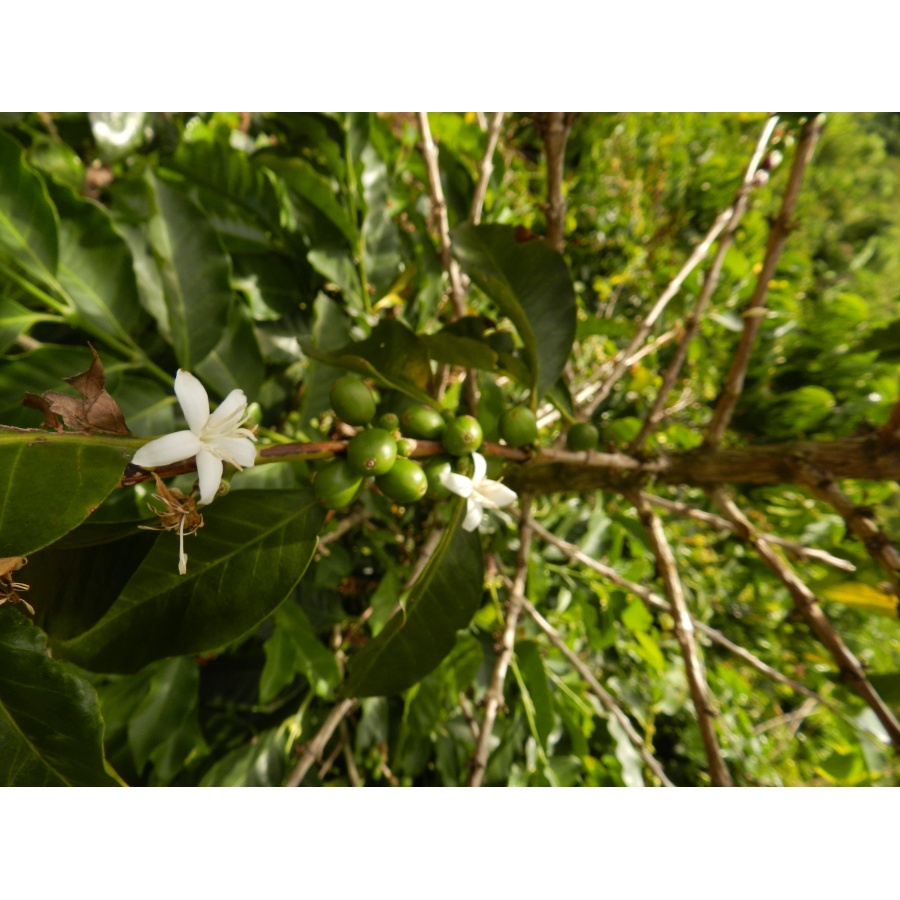 GourmetCoffee Specialty - Columbia Tumbaga DECAF 250g