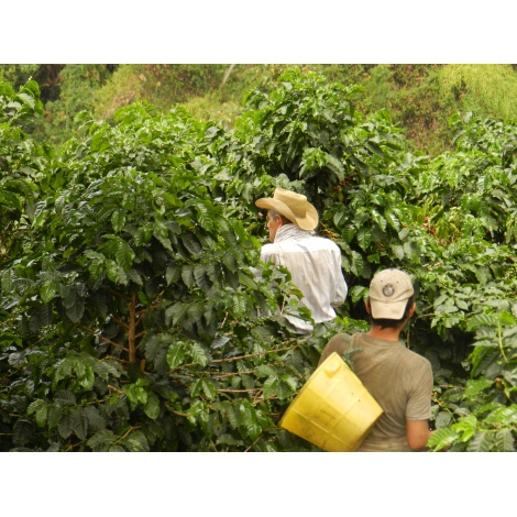GourmetKava Specialty Колумбия Тумбага DECAF 250 г