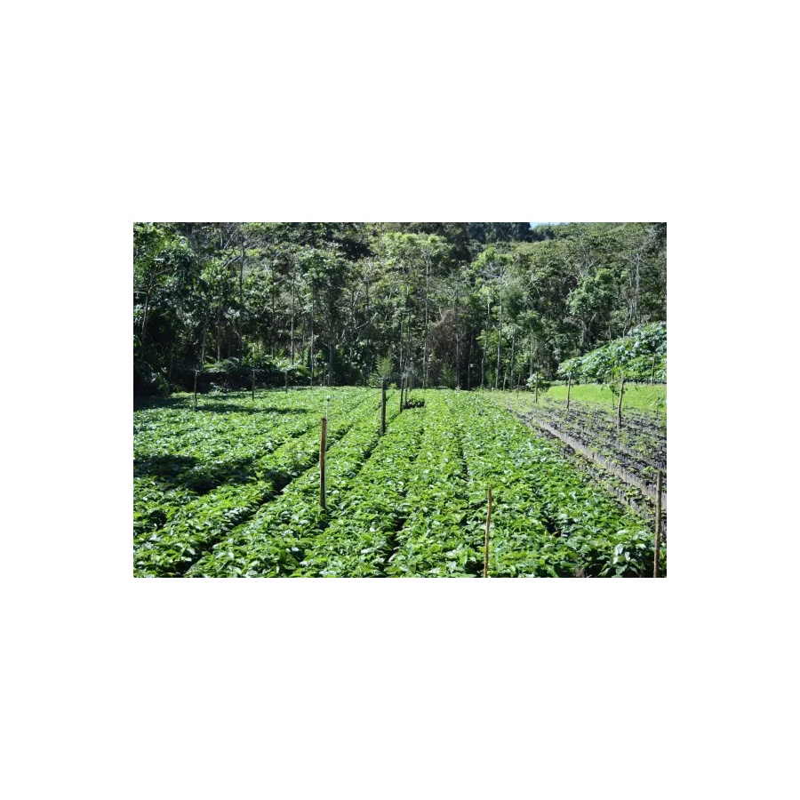 Beansmiths Никарагуа - Finca Aurora, 250g