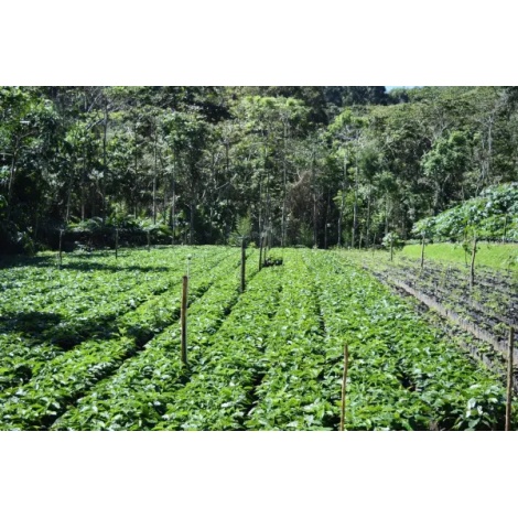 Beansmiths Никарагуа - Finca Aurora, 250g