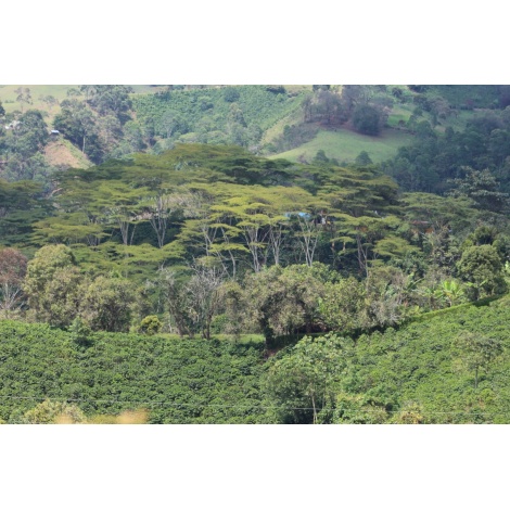 GourmetCoffee Specialty Колумбия El Agrado Honey 250g