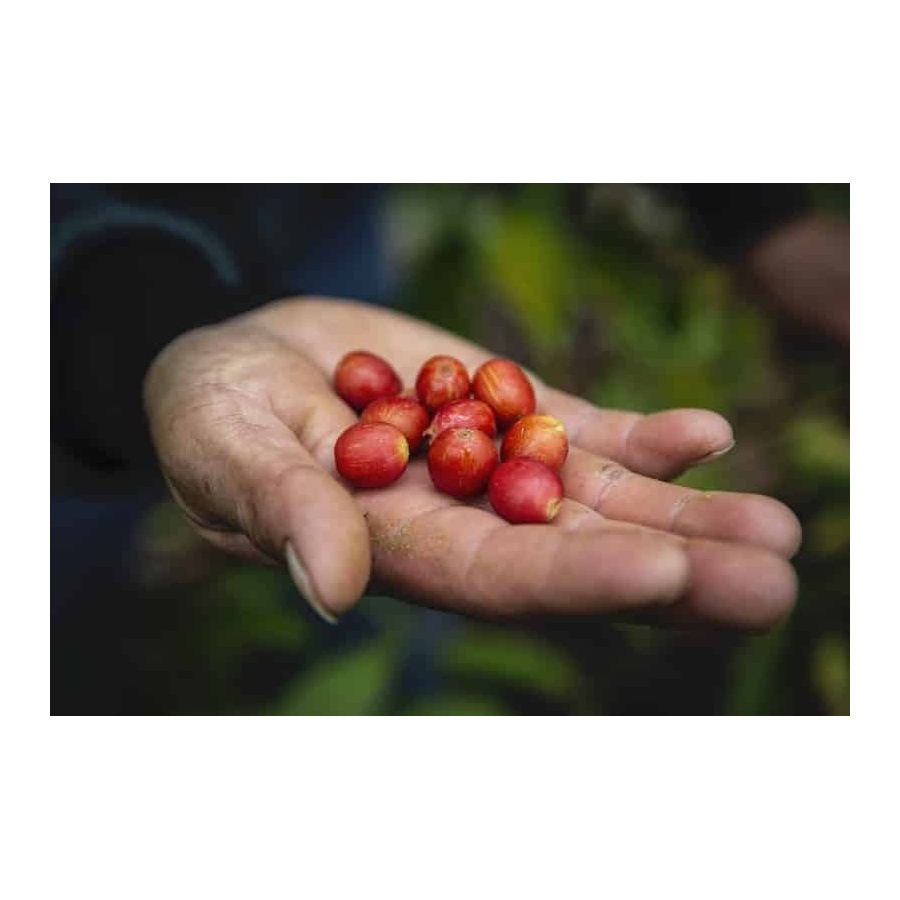 GourmetCoffee Specialty - Перу T. Sachez 250g