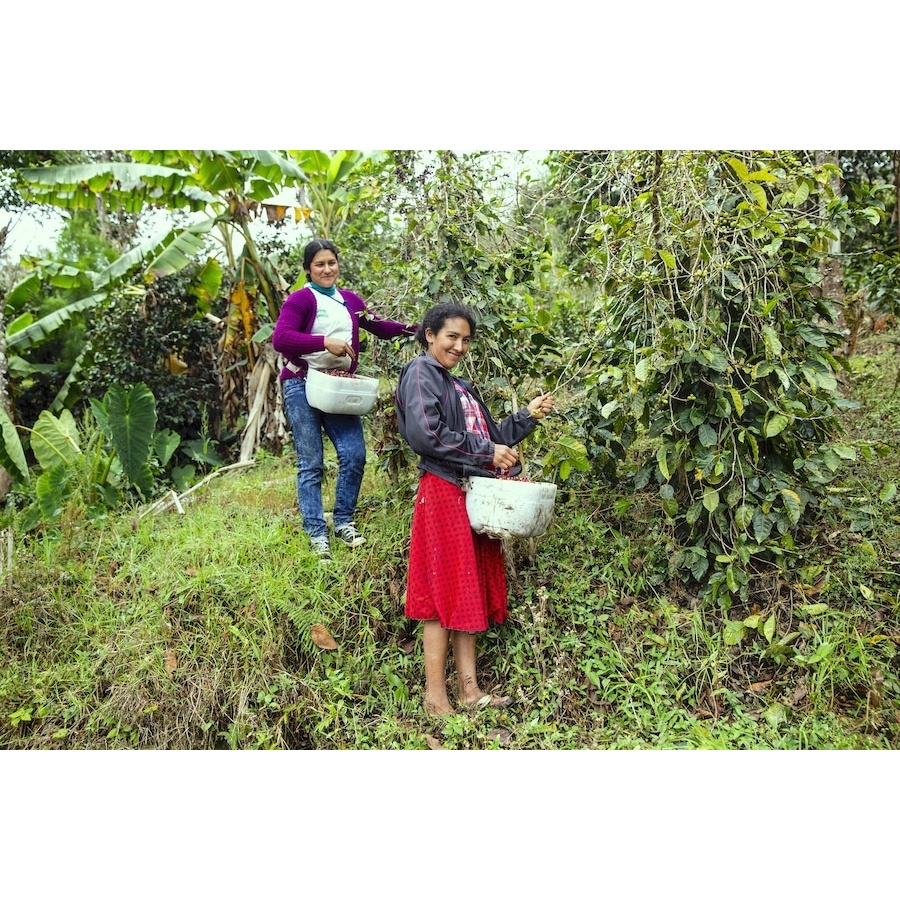 GourmetCoffee Specialty - Перу T. Sachez 250g