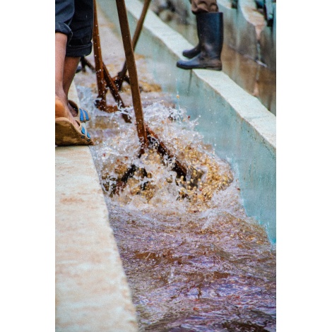 GourmetCoffee Specialty Кения Baragwi - Guama AA 250g