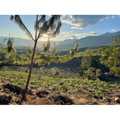 GourmetCoffee Specialty Peru Monterverde 250g