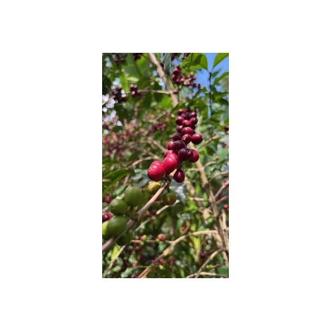 GourmetCoffee Specialty Ethiopia Uraga 250g