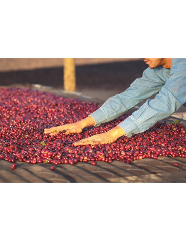 GourmetCoffee Specialty Brazil Freitas ESP 250g