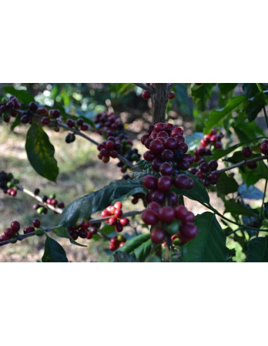 GourmetCoffee Specialty Brazil Freitas ESP 250g