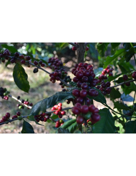 GourmetCoffee Specialty Brazil Freitas ESP 250g