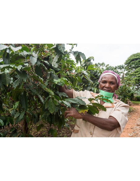 GourmetCoffee Specialty - Кения Nyeri 250g