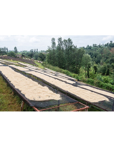 GourmetCoffee Specialty - Кения Nyeri 250g