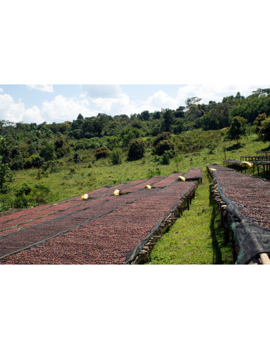 GourmetCoffee Specialty Ethiopia Dambi Natural 250g