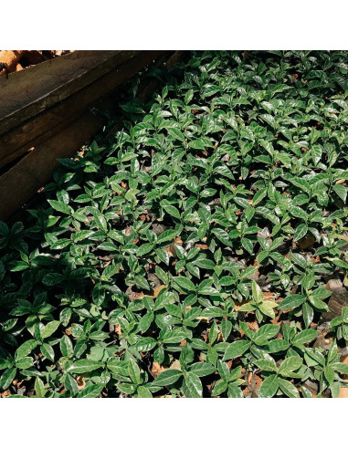 Nordbeans Rodolfina - филтър 250g