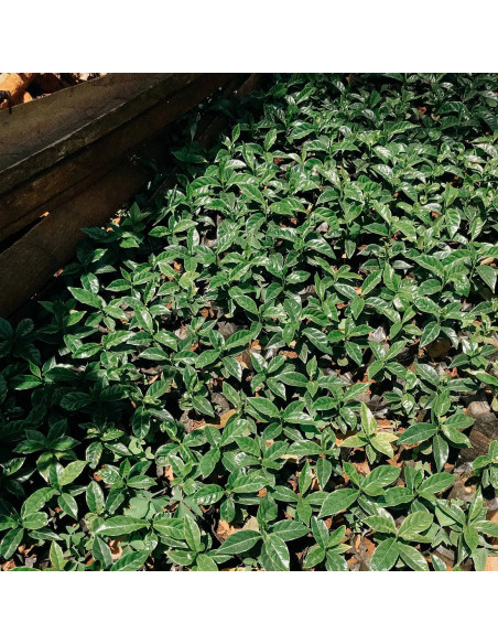 Nordbeans Rodolfina - Filtr 250g