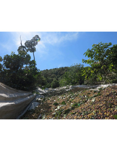 GourmetKáva Specialty  Brasil Vermelha ESP 250g