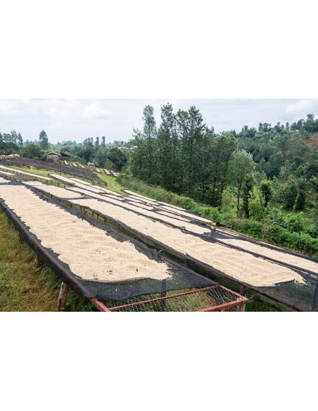 GourmetCoffee Specialty - Кения Nyeri 250g