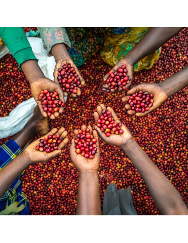 Nordbeans Funky Filtr Uganda 250 г кафе на зърна