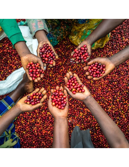 Nordbeans Funky Filtr Uganda 250 г кафе на зърна
