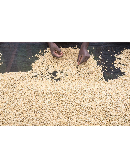 GourmetKava Specialty – Кения Kiri 250 г