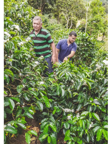 Кафе Francin Колумбия Finca La Providencia De Jeshua 250 г