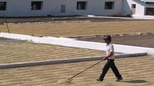 Методите за обработка на кафе, историята на кафееното зърно