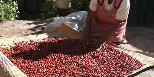 Справедлива търговия с кафе