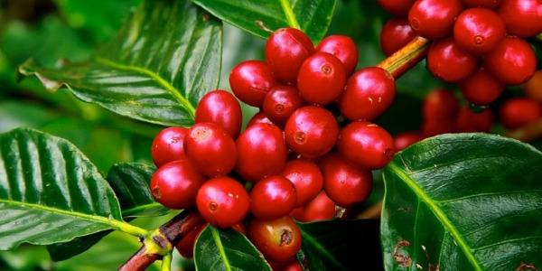 Органично кафе, органично кафе