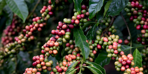 Как и къде се отглежда кафе?