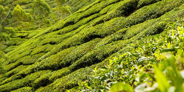 Как да изберем зелен чай