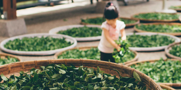 Зелен чай - познавате ли неговите ефекти?