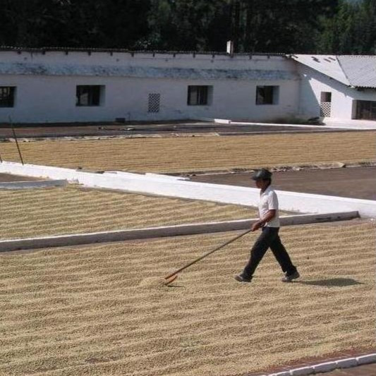 Методите за обработка на кафе, историята на кафееното зърно