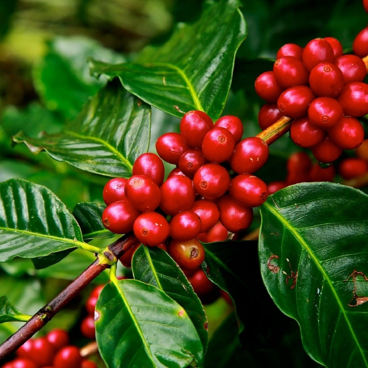 Органично кафе, органично кафе