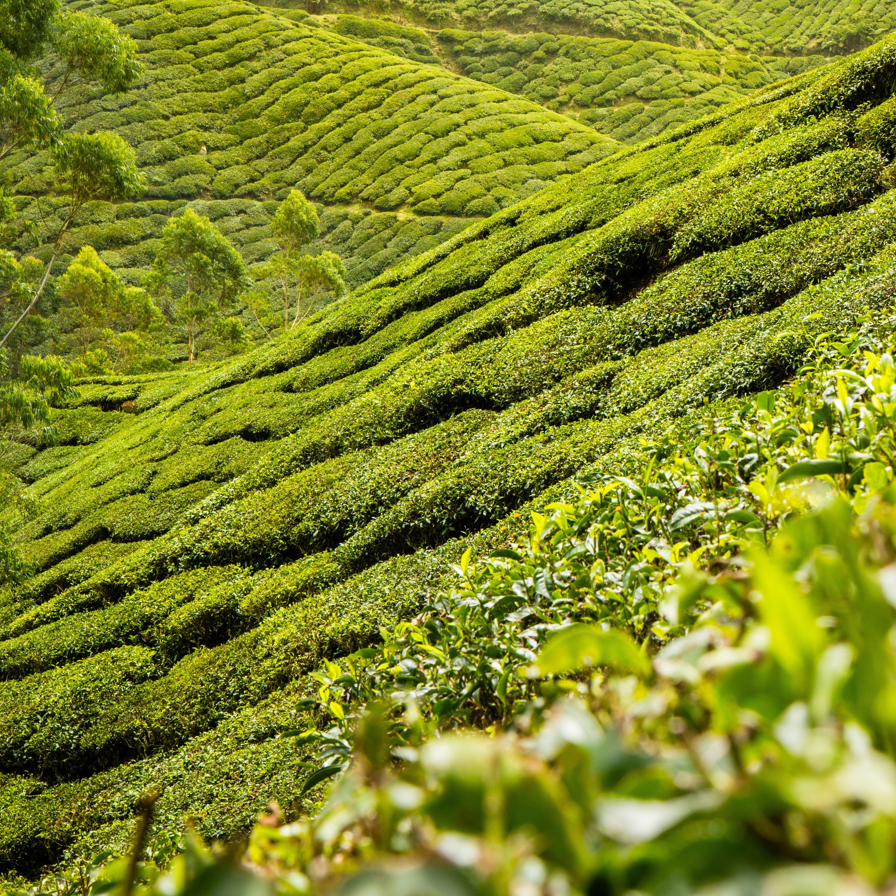 Как да изберем зелен чай