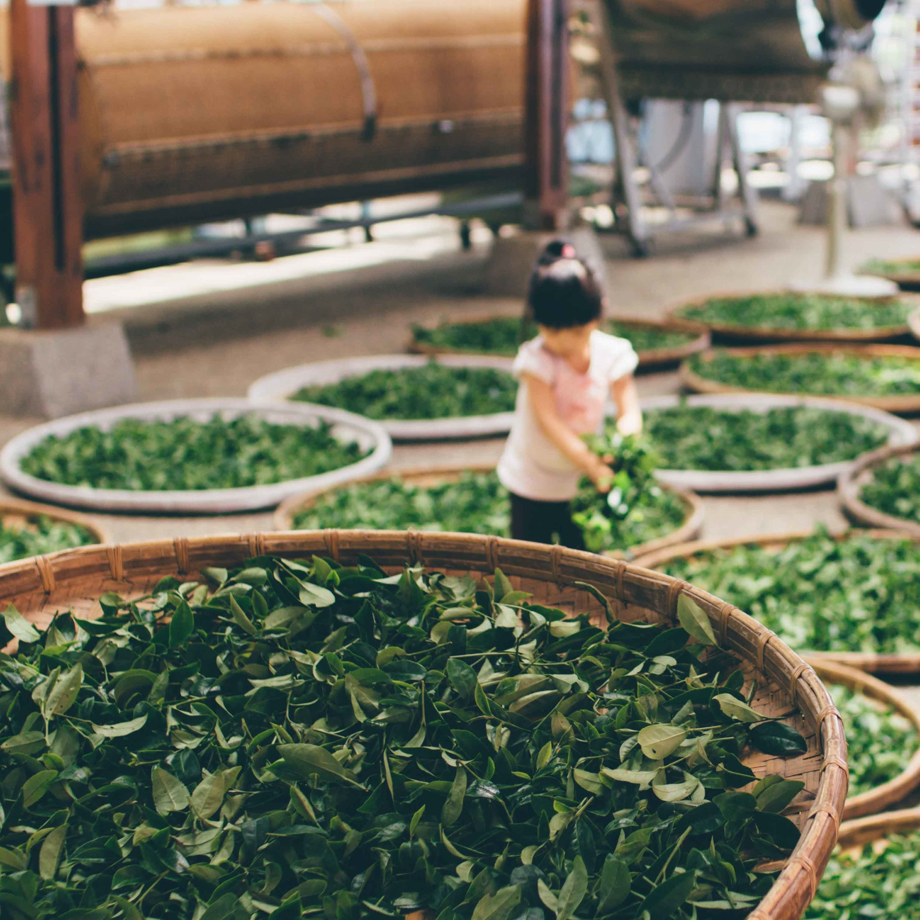 Зелен чай - познавате ли неговите ефекти?